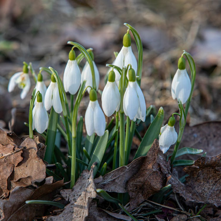 What Damage Do Gardens Usually Experience In Winter?